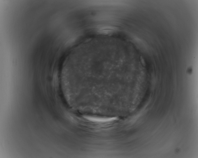 X0000100391394200807031938