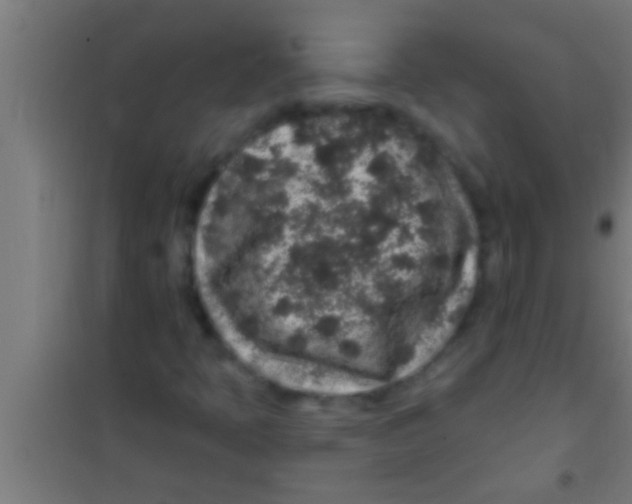 X0000100391397200807031938