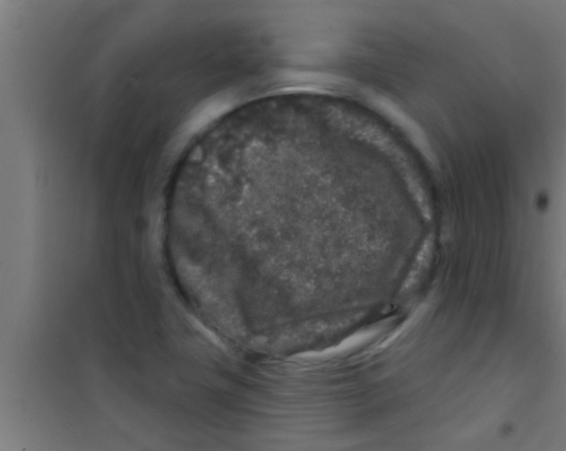 X0000100391411200807031938