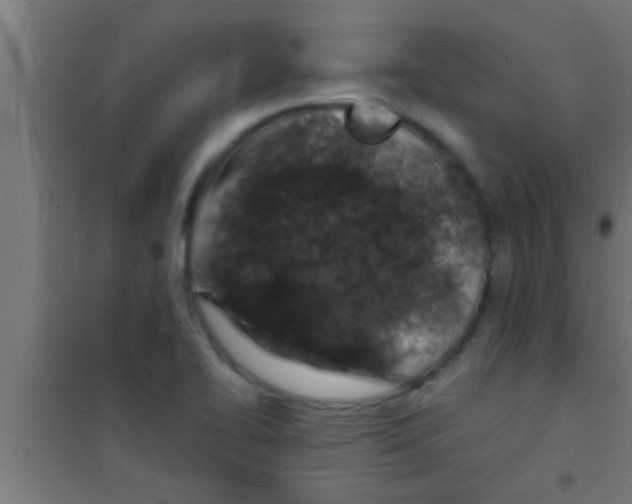 X0000100391414200807031938