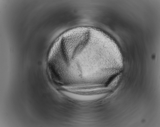 X0000100391415200807031938