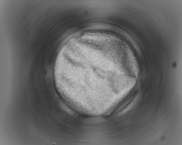 X0000100391417200807031938