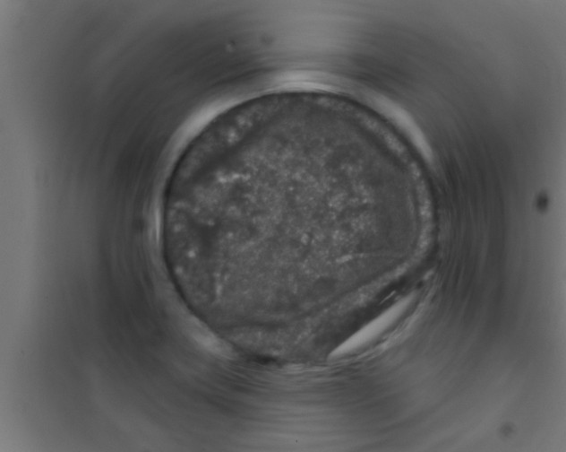 X0000100391419200807031938