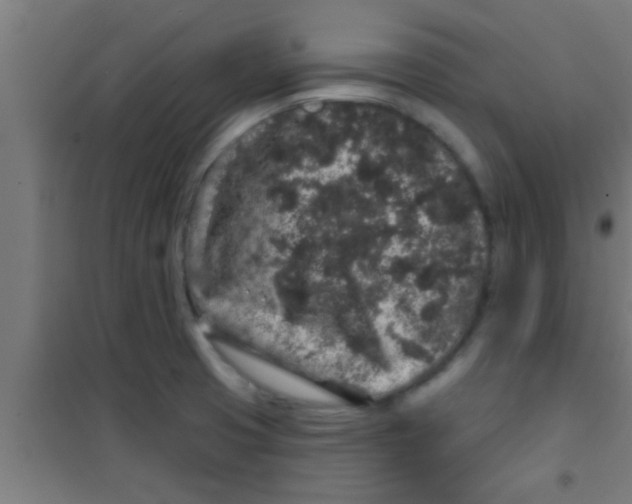 X0000100391425200807031939