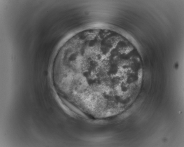 X0000100391429200807031939