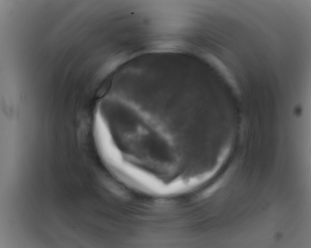 X0000100391449200807031938