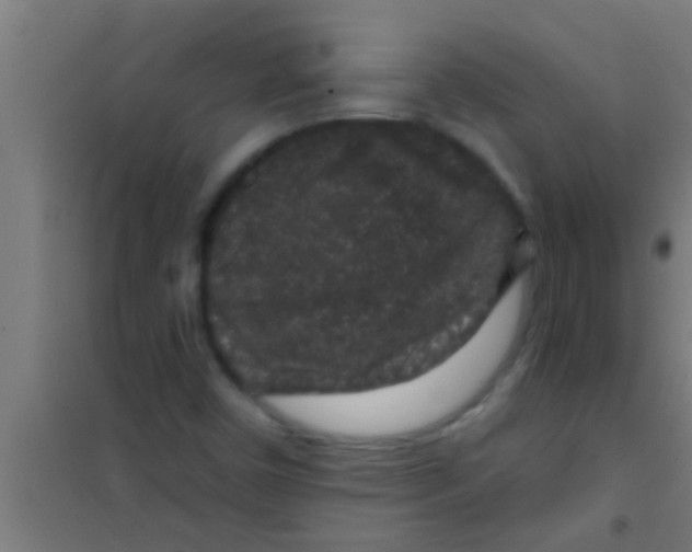 X0000100391450200807031938