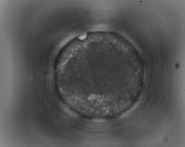 X0000100391453200807031938