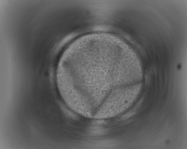 X0000100391454200807031938