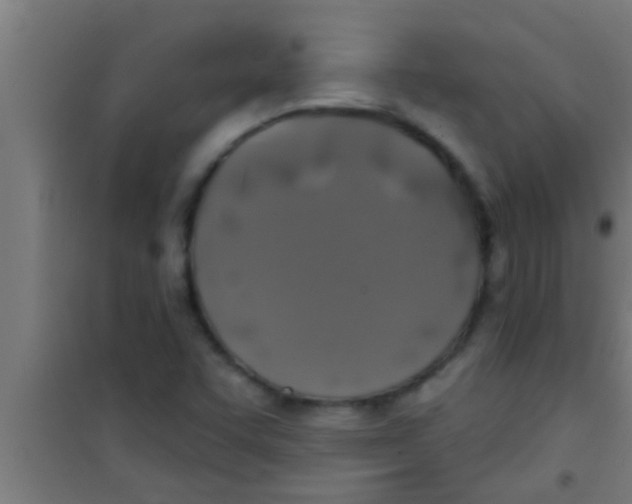 X0000100391455200807031938