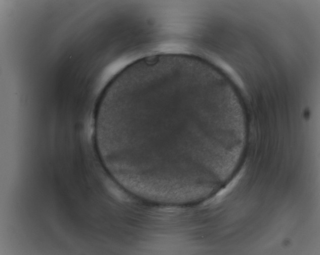 X0000100391461200807031938