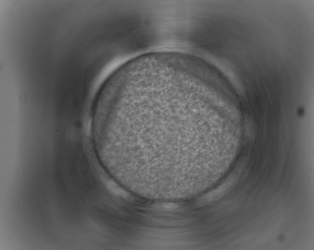 X0000100391462200807031938