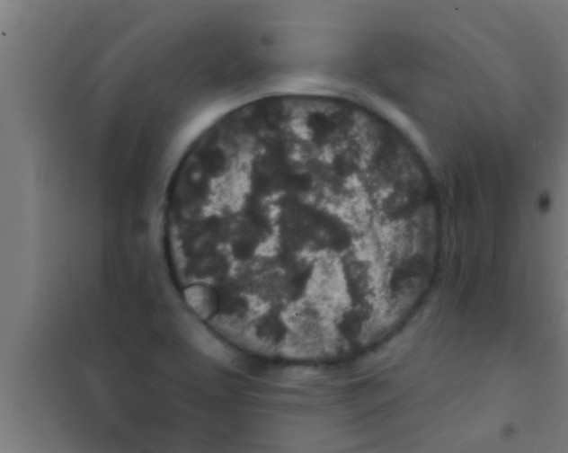 X0000100391463200807031938