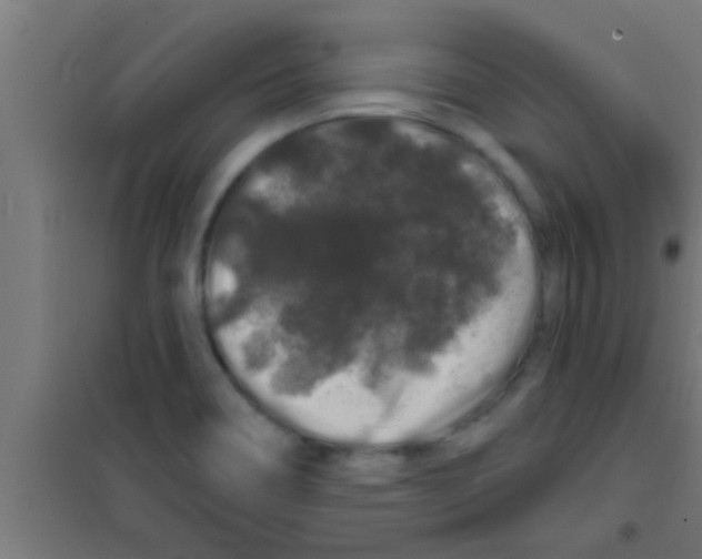 X0000100391466200807031938