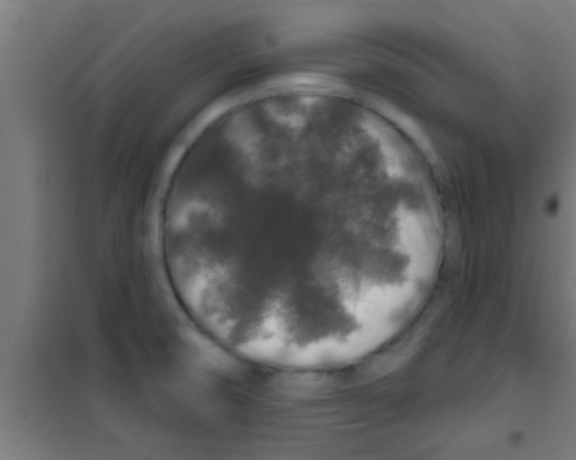 X0000100391474200807031937