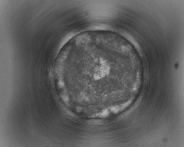 X0000100391481200807031937