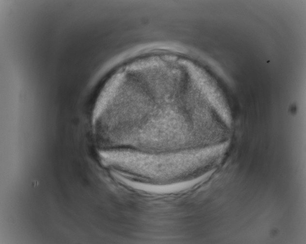 X0000100391496200807031937