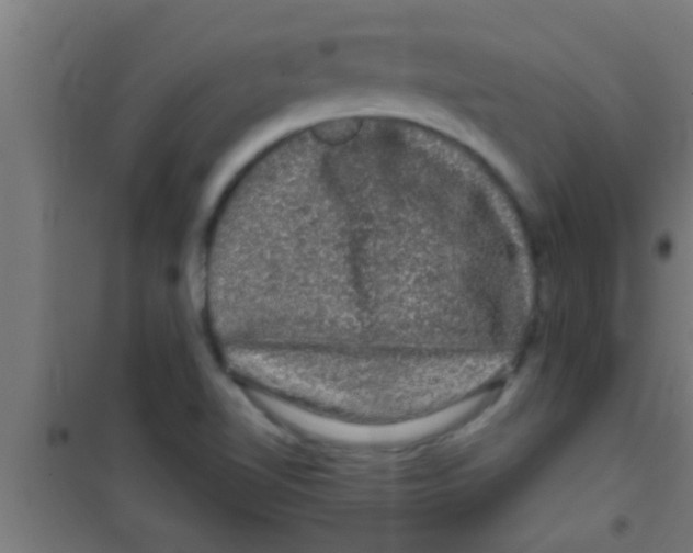 X0000100391510200807031937