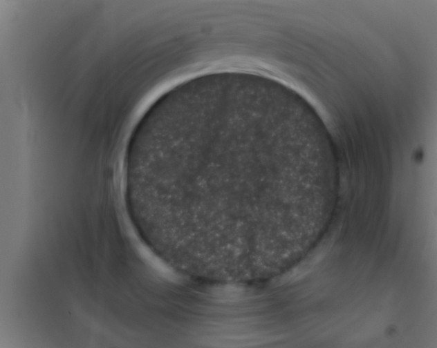 X0000100391515200807031937