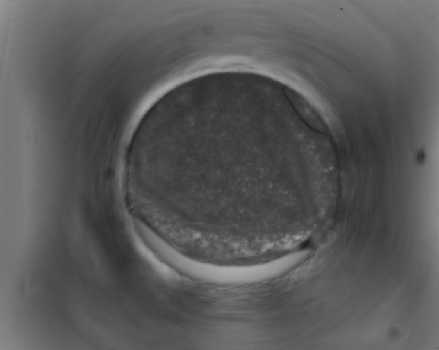 X0000100391527200807031937