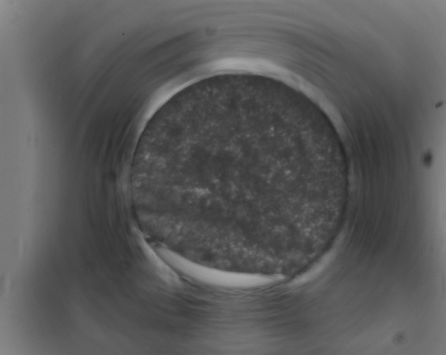 X0000100391529200807031937