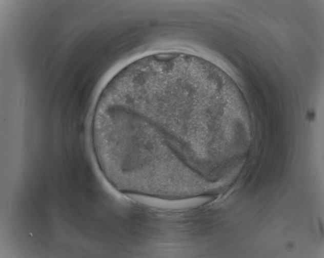 X0000100391536200807031937