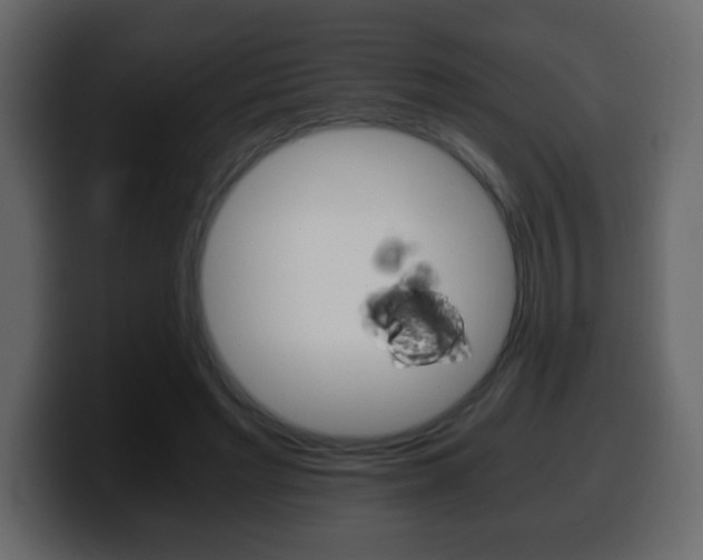X0000100400493200806060857