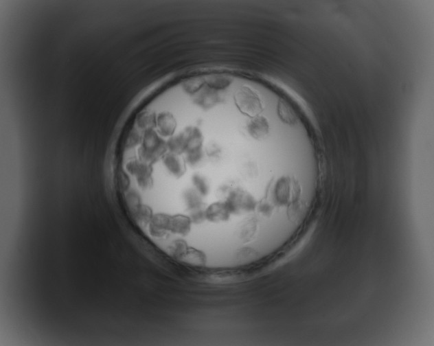 X0000100400933200806060851