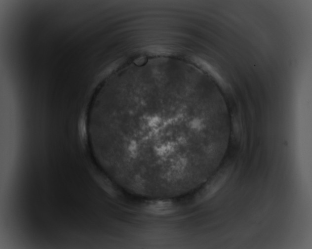 X0000100400398200806061321