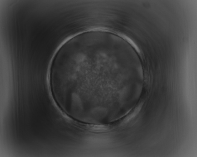 X0000100401007200806061312