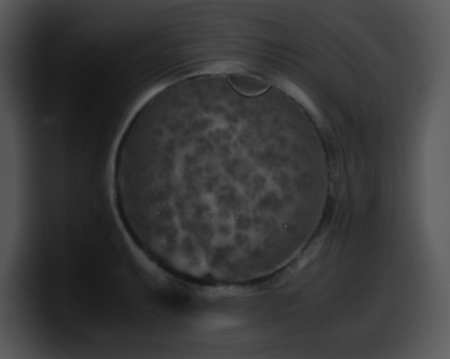 X0000100401087200806061311