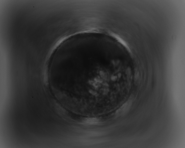 X0000100401455200806061305