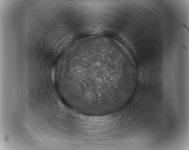 X0000100400026200806201746