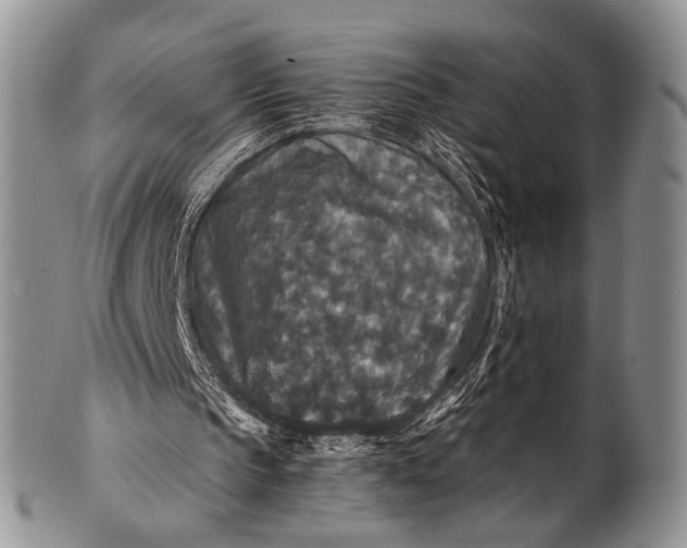 X0000100400145200806201744