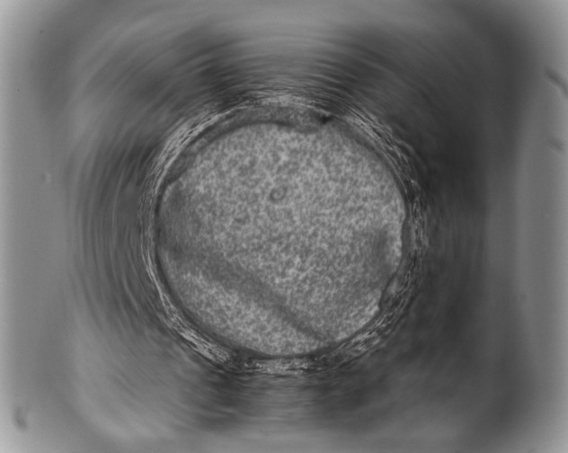 X0000100400241200806201742