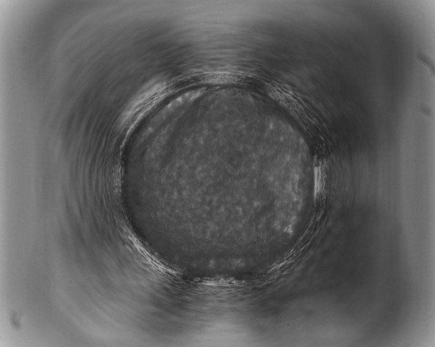 X0000100400243200806201742