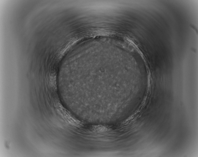 X0000100400249200806201742