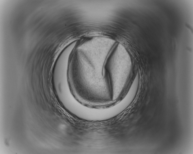 X0000100400289200806201742