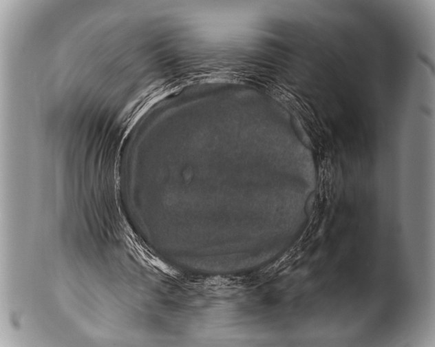X0000100400290200806201742