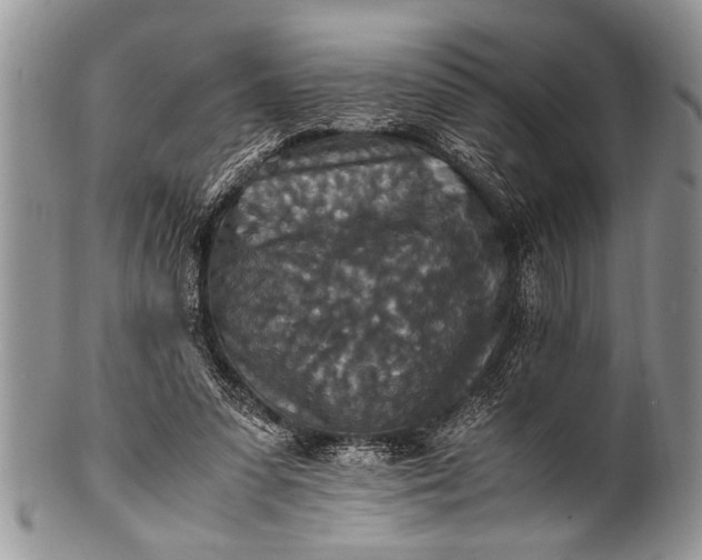 X0000100400303200806201742