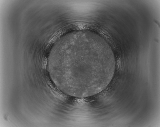 X0000100400423200806201740
