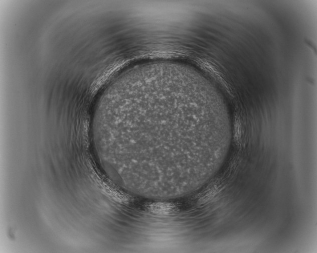 X0000100400444200806201740