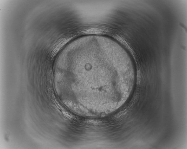 X0000100400529200806201738