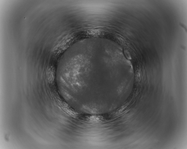 X0000100400566200806201739