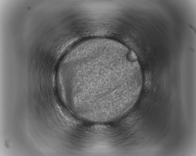 X0000100400636200806201737