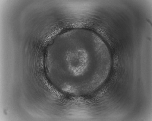 X0000100400681200806201737