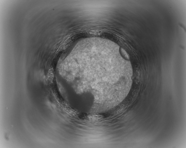 X0000100400707200806201736