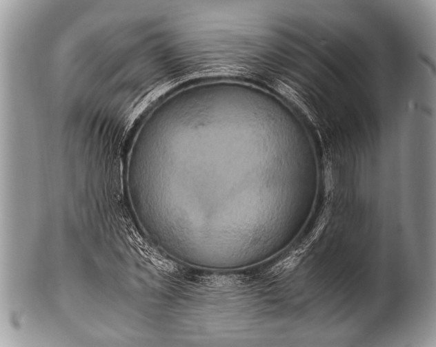X0000100400781200806201735