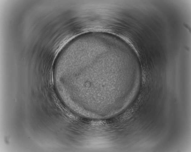 X0000100400887200806201733
