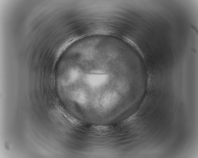 X0000100401027200806201731